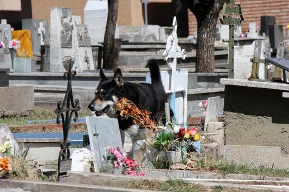 Cani nei cimiteri, Canciani (Ln): «Il Pd, oltre ai cani, pensi anche alla sicurezza dei cittadini»