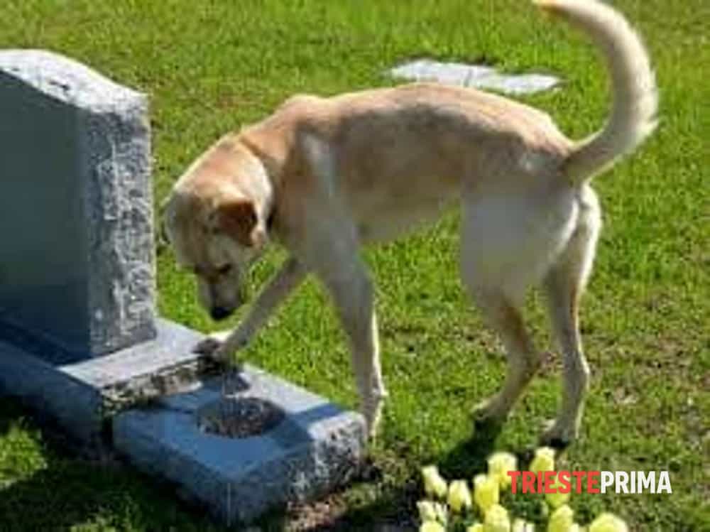 Cani in cimitero, Canciani (LN) replica a PD: «Incoerenti: evitino figuracce»